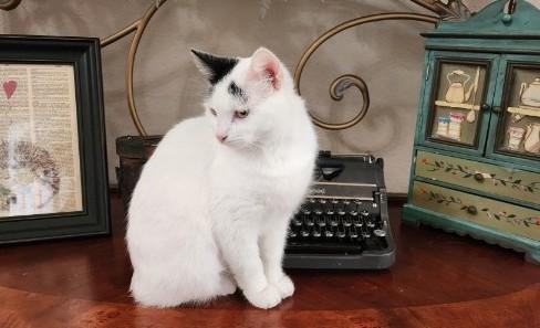 Enlarge Lola, an adoptable Domestic Short Hair in Fort Worth, TX image 3/5