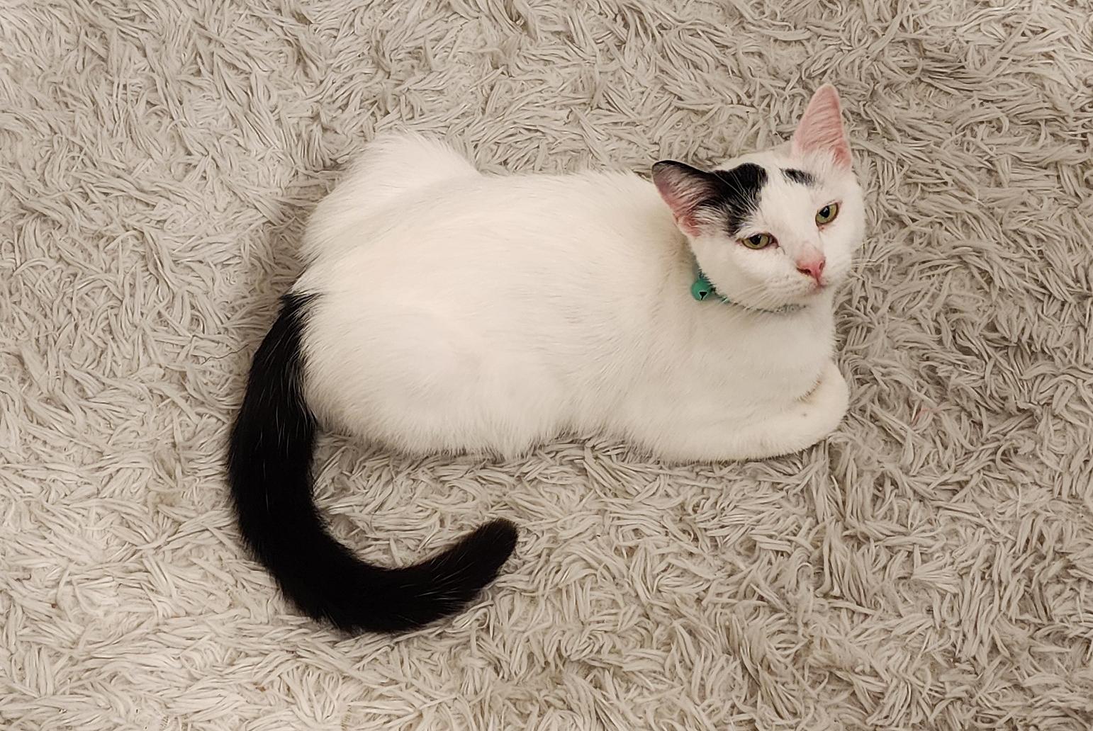 Enlarge Lola, an adoptable Domestic Short Hair in Fort Worth, TX image 6/6