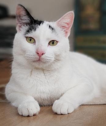 Enlarge Lola, an adoptable Domestic Short Hair in Fort Worth, TX image 1/6