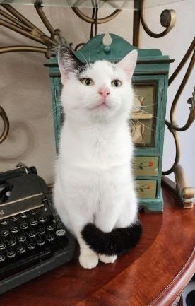 Enlarge Lola, an adoptable Domestic Short Hair in Fort Worth, TX image 5/5