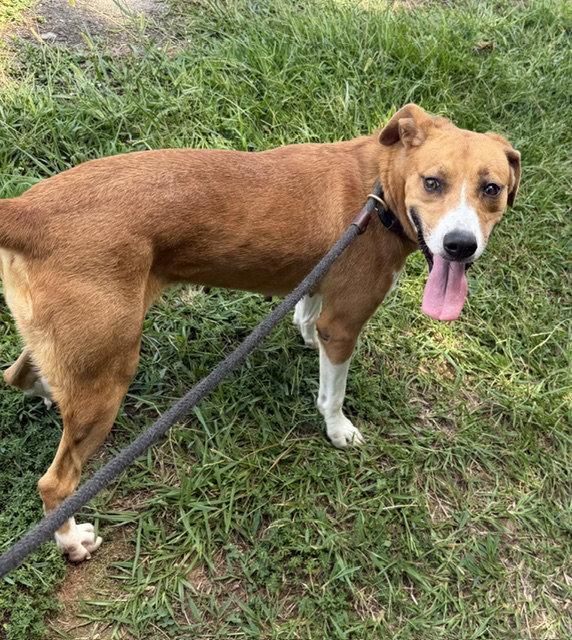 Enlarge Stella, a Adoptable Hound in Carrollton, GA image 1/2