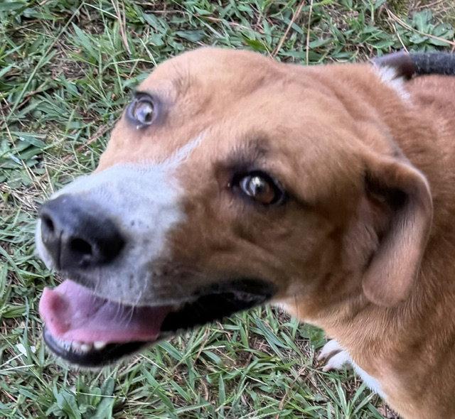 Enlarge Stella, a Adoptable Hound in Carrollton, GA image 2/2