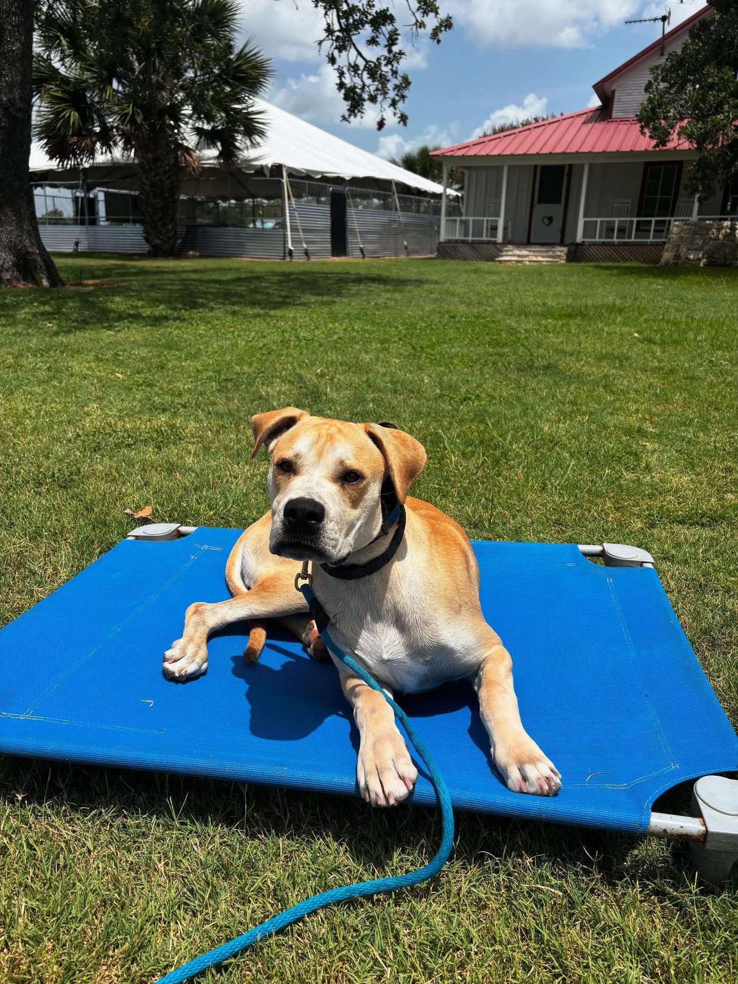 Breaker is up for adoption in TX NE and PNW excluding MA This 6-month-old Great DaneBoxer mix i