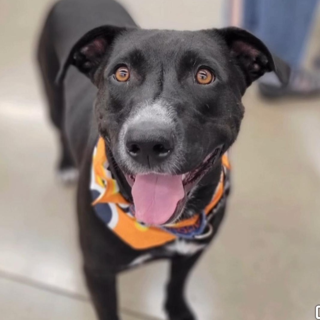 Tips, Adoptable, Adult Male Mixed Breed.