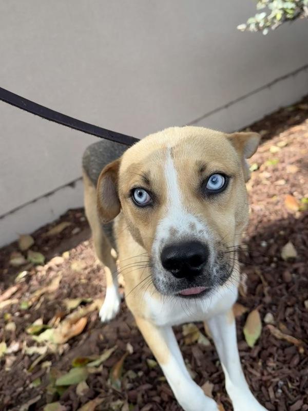 Finnegan, Adoptable, Adult Male Shepherd & Siberian Husky.