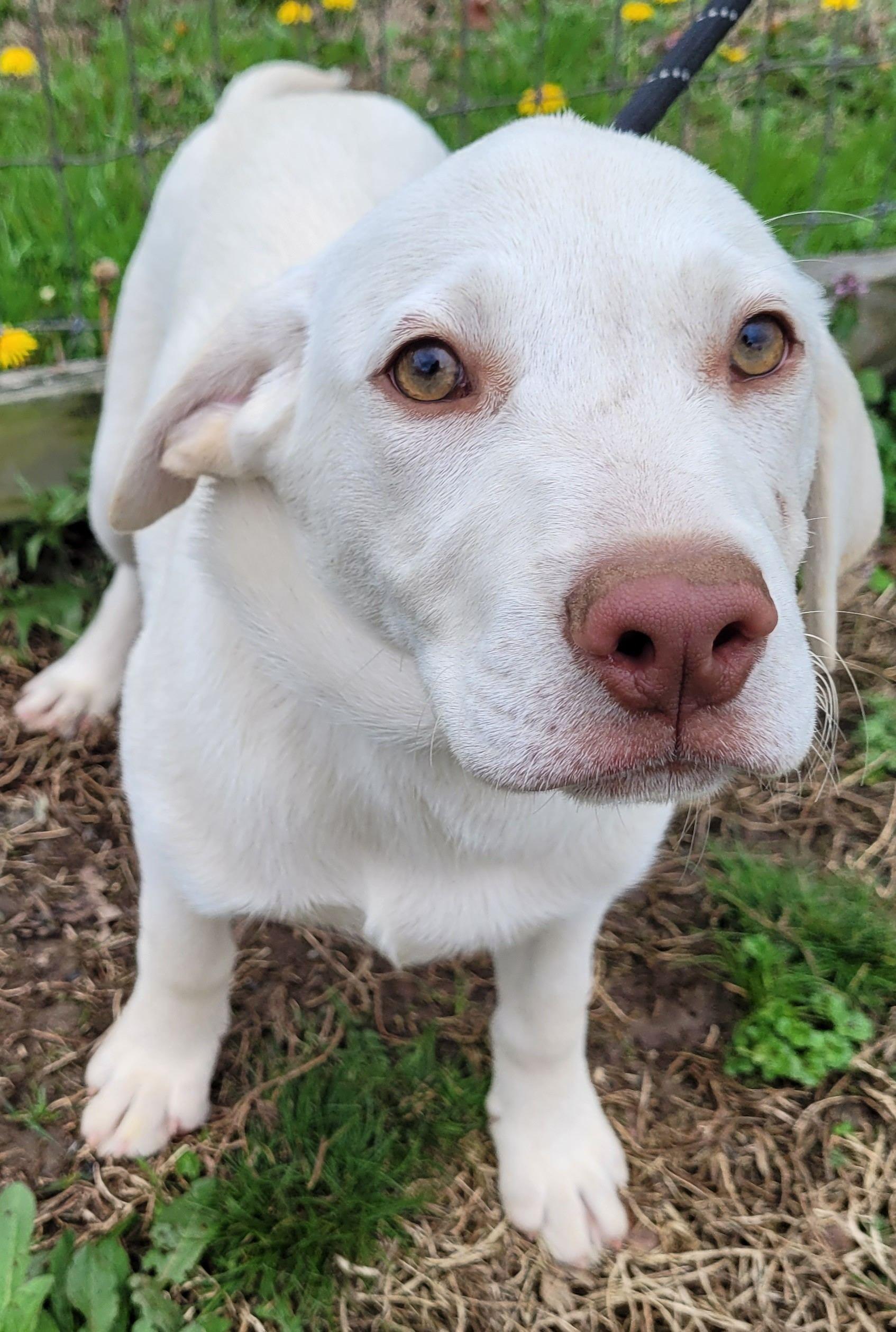 Birdie #5, a ADOPTABLE mixed breed in Killingworth, CT image 5/5