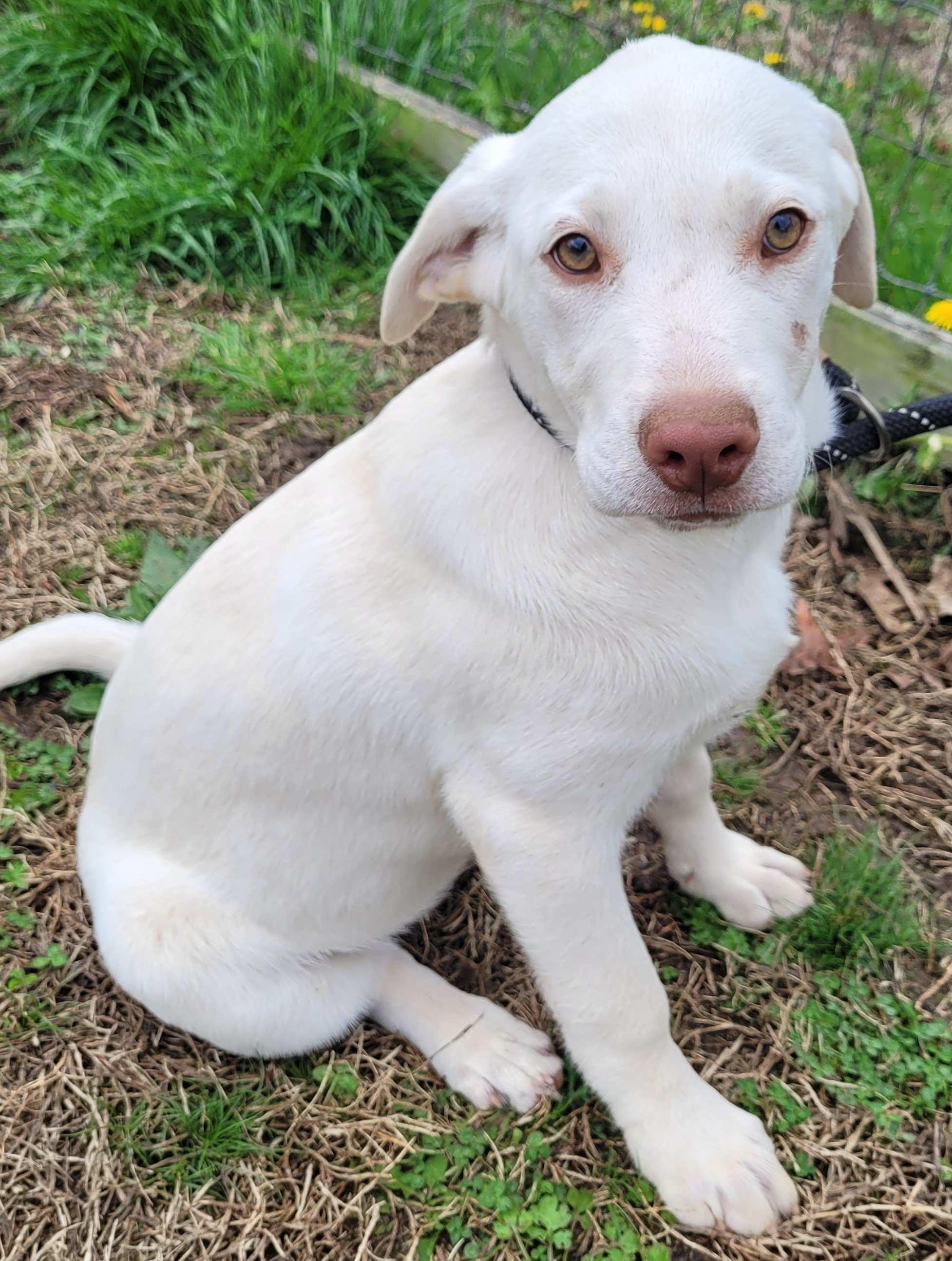 Birdie #5, a ADOPTABLE mixed breed in Killingworth, CT image 2/5