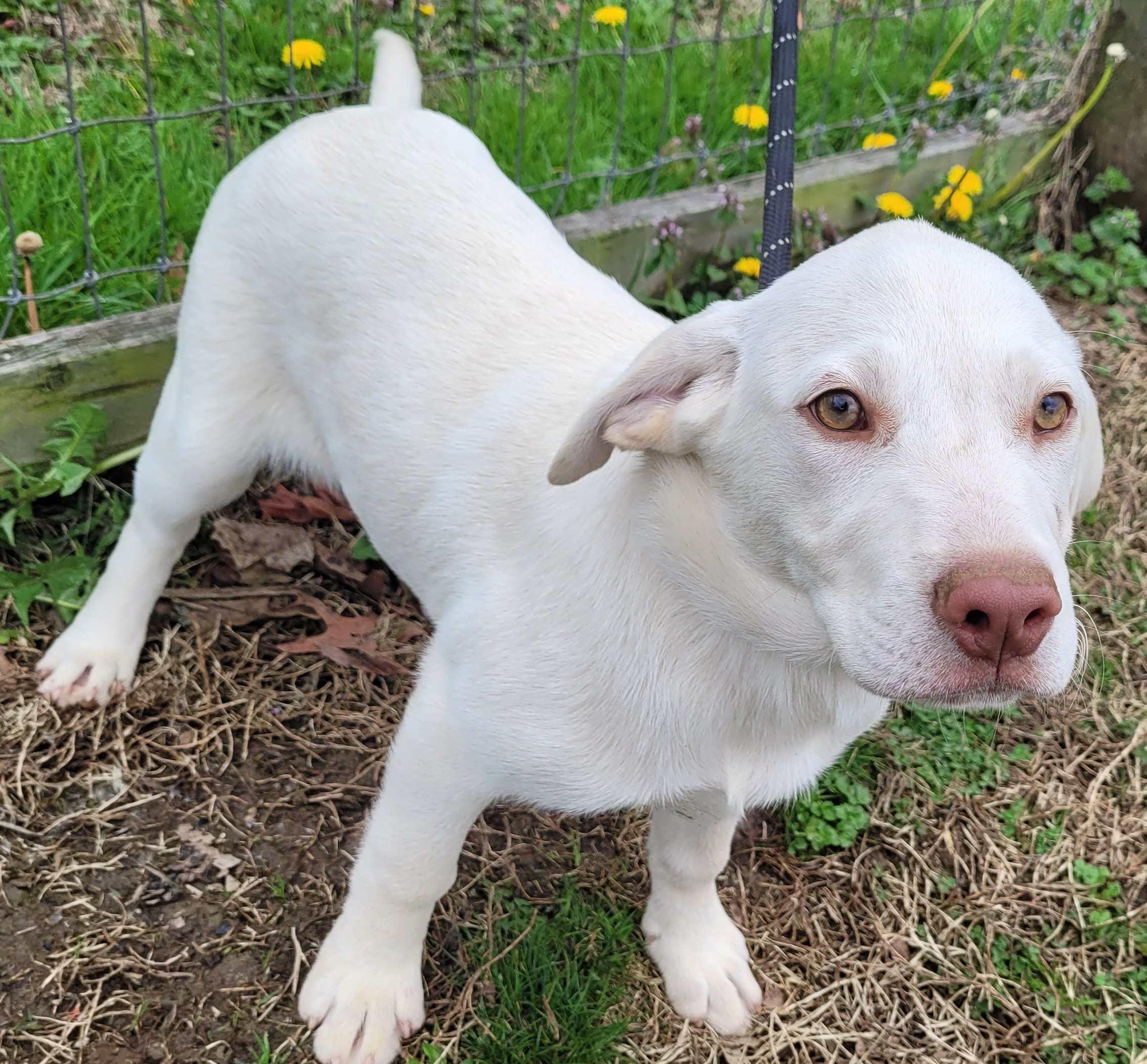 Birdie #5, a ADOPTABLE mixed breed in Killingworth, CT image 3/5