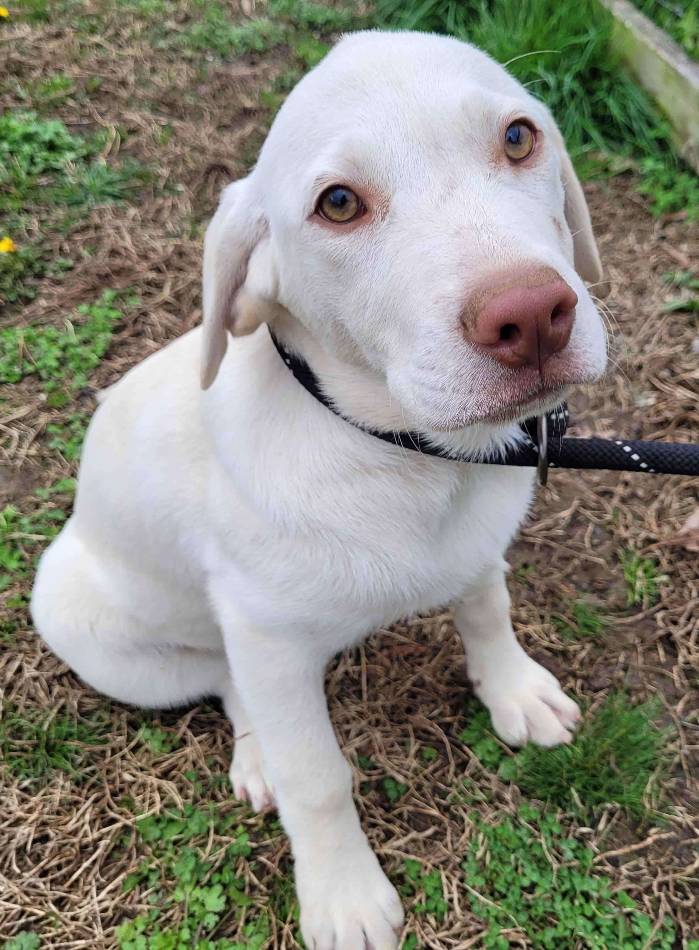 Birdie #5, a ADOPTABLE mixed breed in Killingworth, CT image 1/5