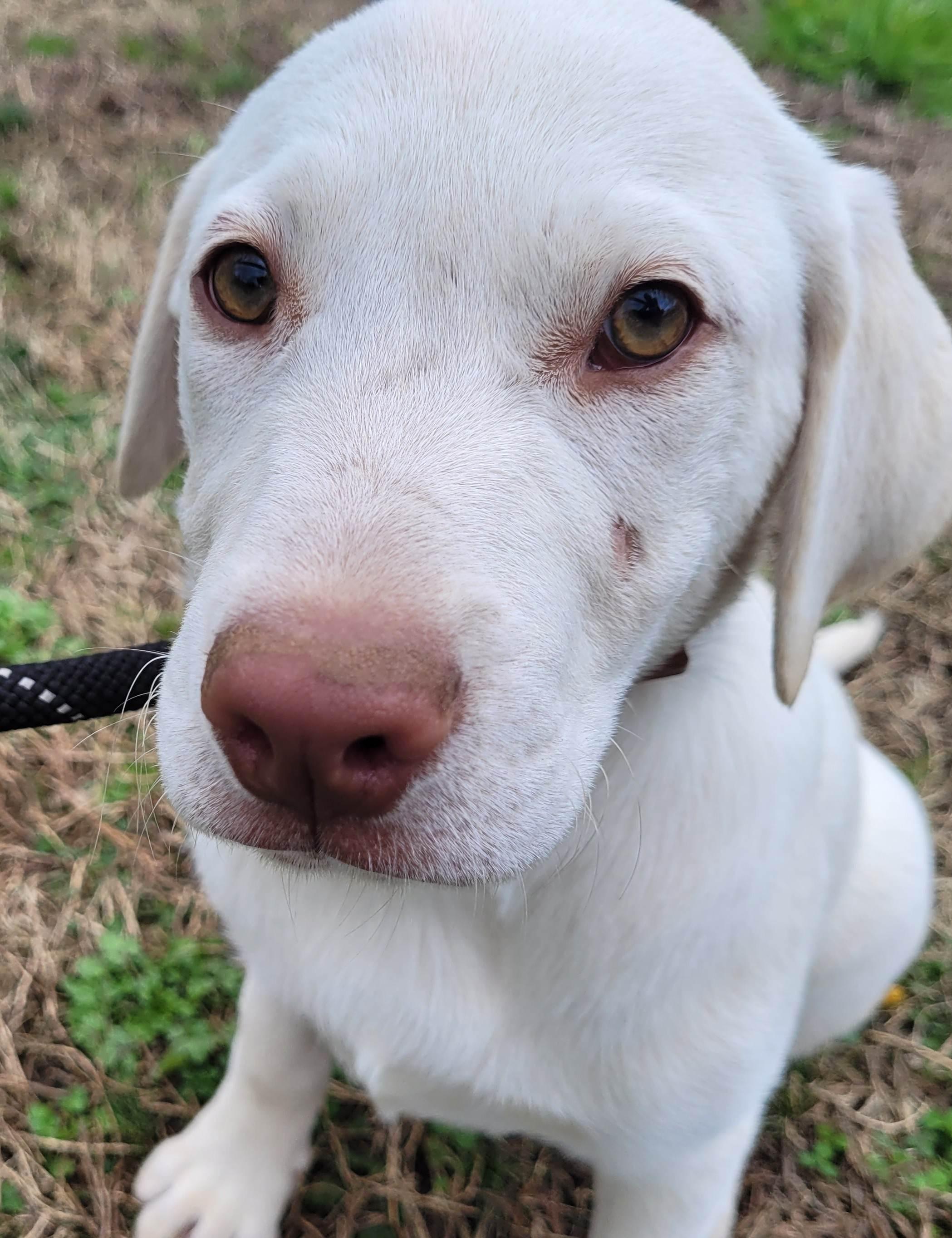 Birdie #5, a ADOPTABLE mixed breed in Killingworth, CT image 4/5