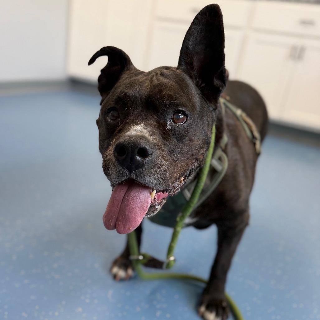 Abram, Adoptable, Senior Male Pit Bull Terrier & Mixed Breed.