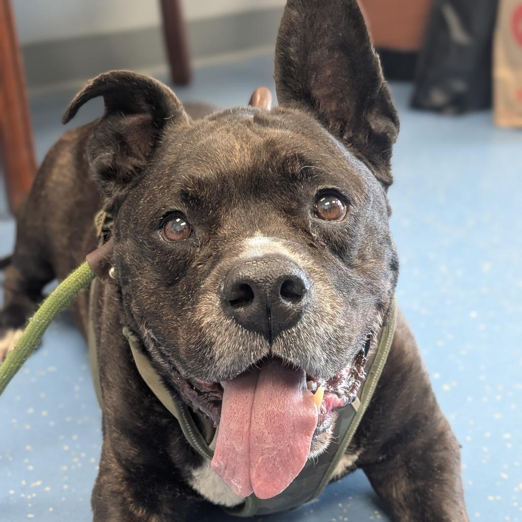 Enlarge Abram, a Adoptable mixed breed in Watertown, NY image 2/4