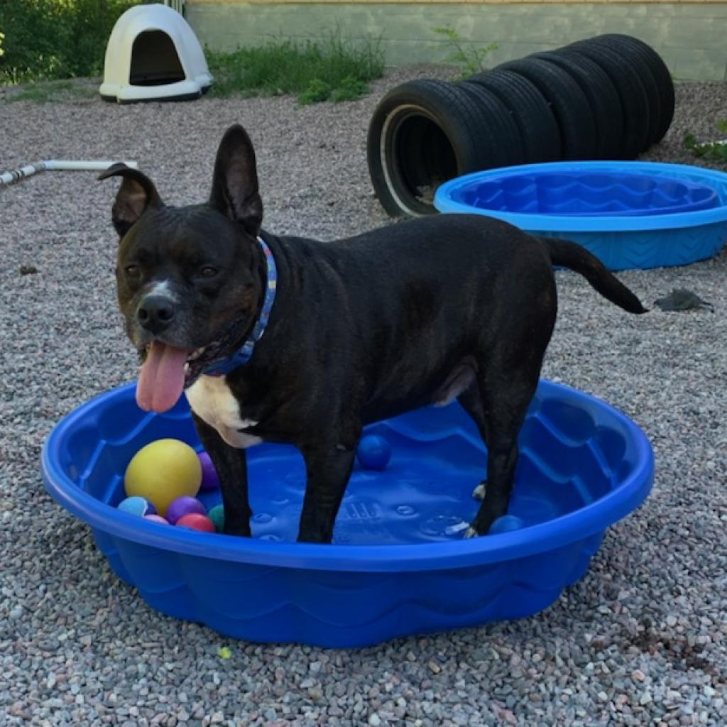 Enlarge Abram, a Adoptable mixed breed in Watertown, NY image 3/4