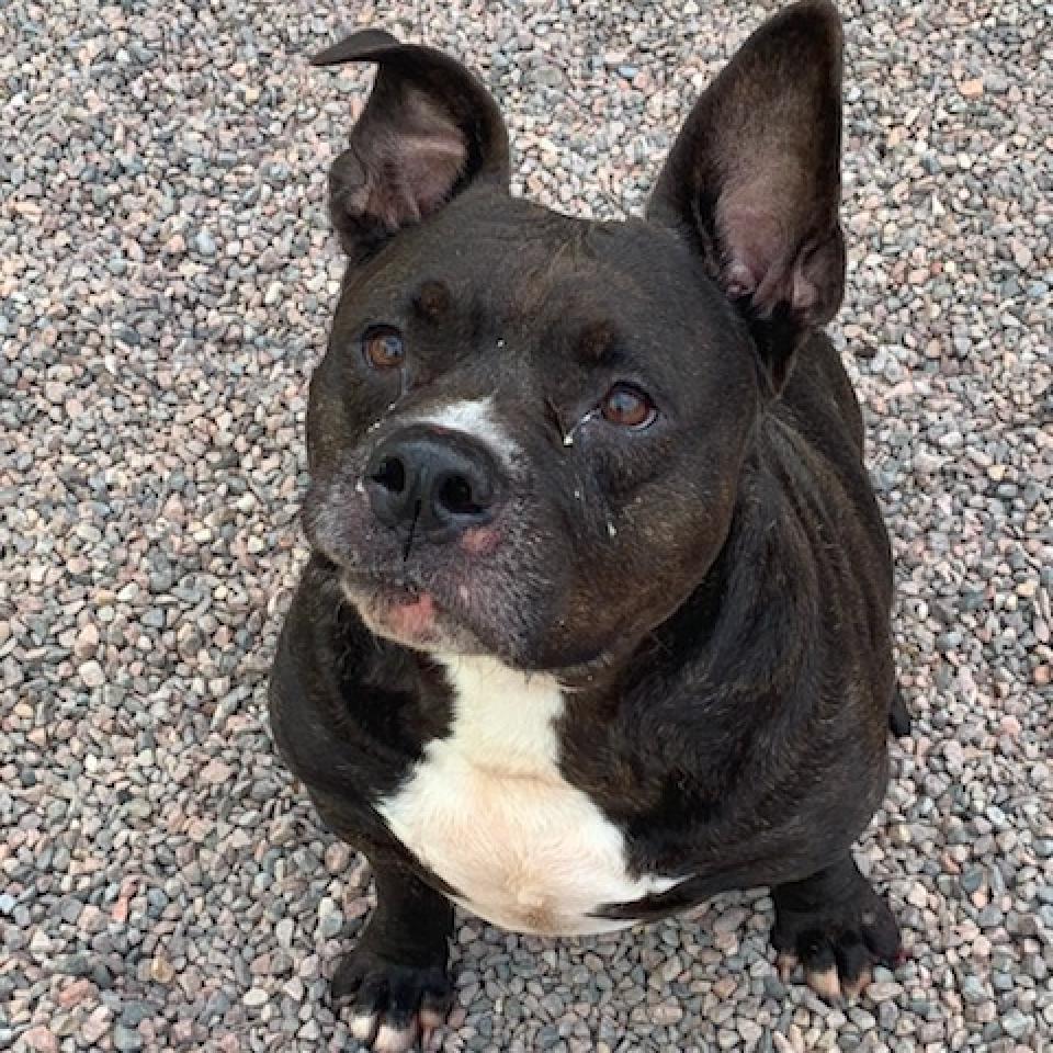 Enlarge Abram, a Adoptable mixed breed in Watertown, NY image 4/4