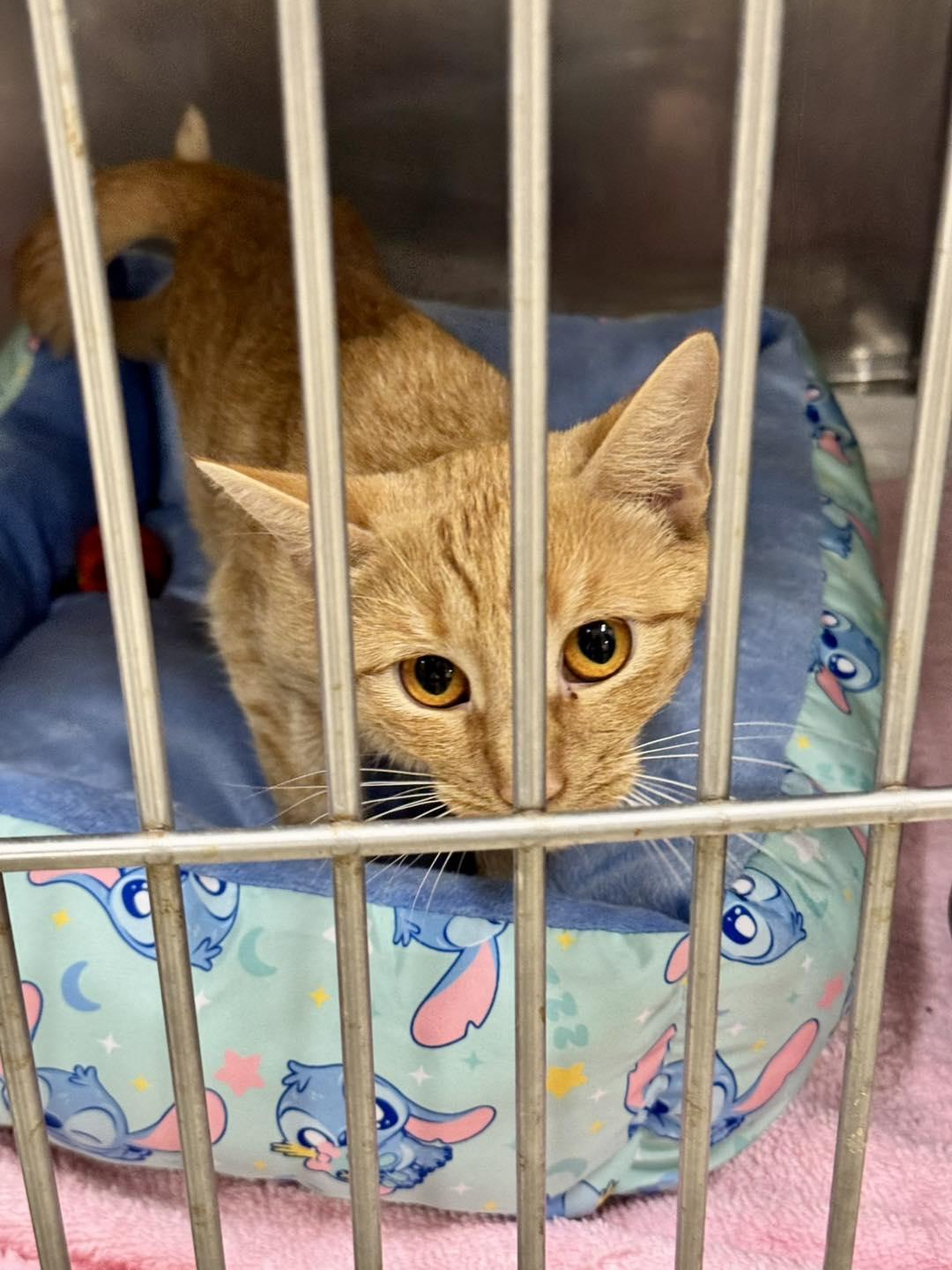 Butterscotch, a ADOPTABLE mixed breed in Passaic, NJ image 2/2