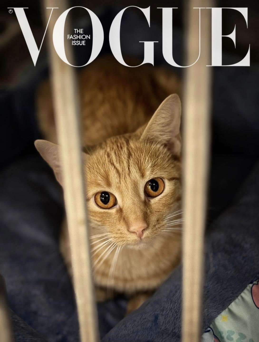 Butterscotch, ADOPTABLE, Young Male Domestic Short Hair.