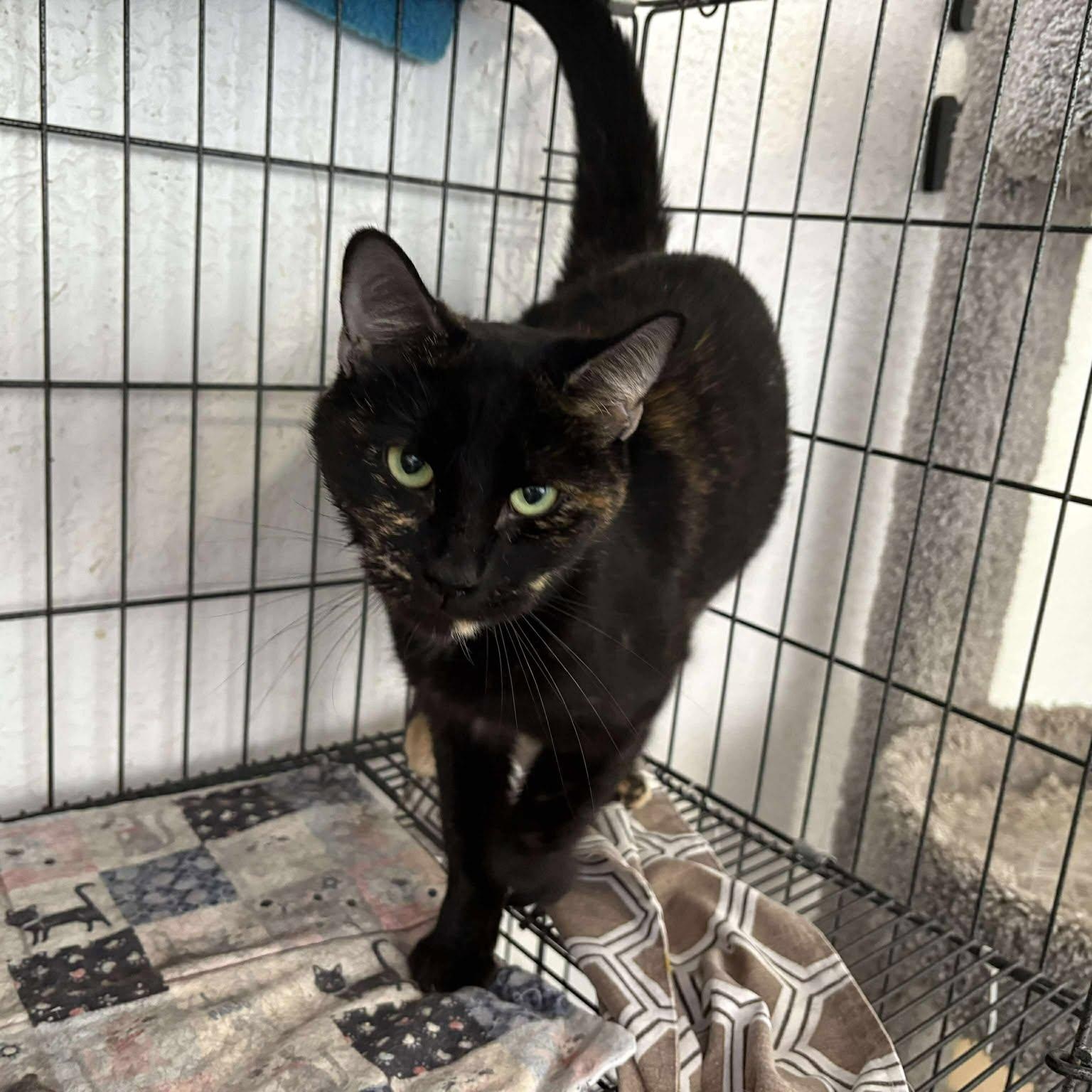 Annabel, Adoptable, Adult Female Domestic Short Hair.