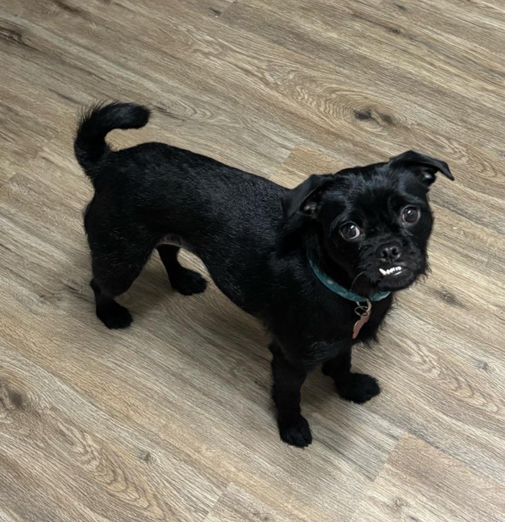 25Polka, ADOPTABLE, Adult Female Chihuahua.