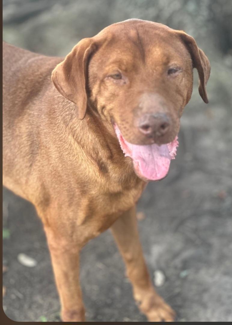 Red, Adoptable, Adult Male Vizsla & Mixed Breed.