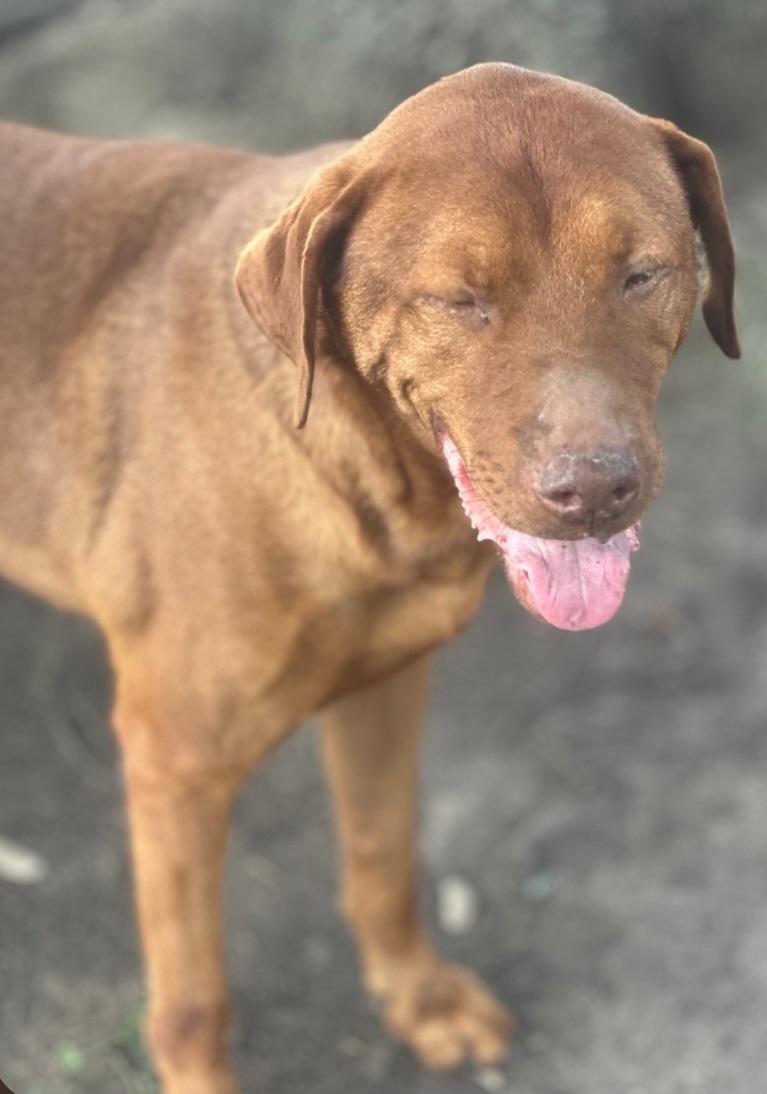 Enlarge Red, a Adoptable mixed breed in Williston, VT image 3/4