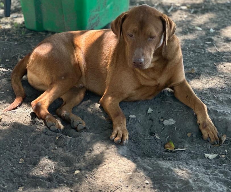 Enlarge Red, a Adoptable mixed breed in Williston, VT image 4/4