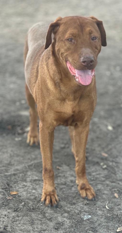 Enlarge Red, a Adoptable mixed breed in Williston, VT image 2/4