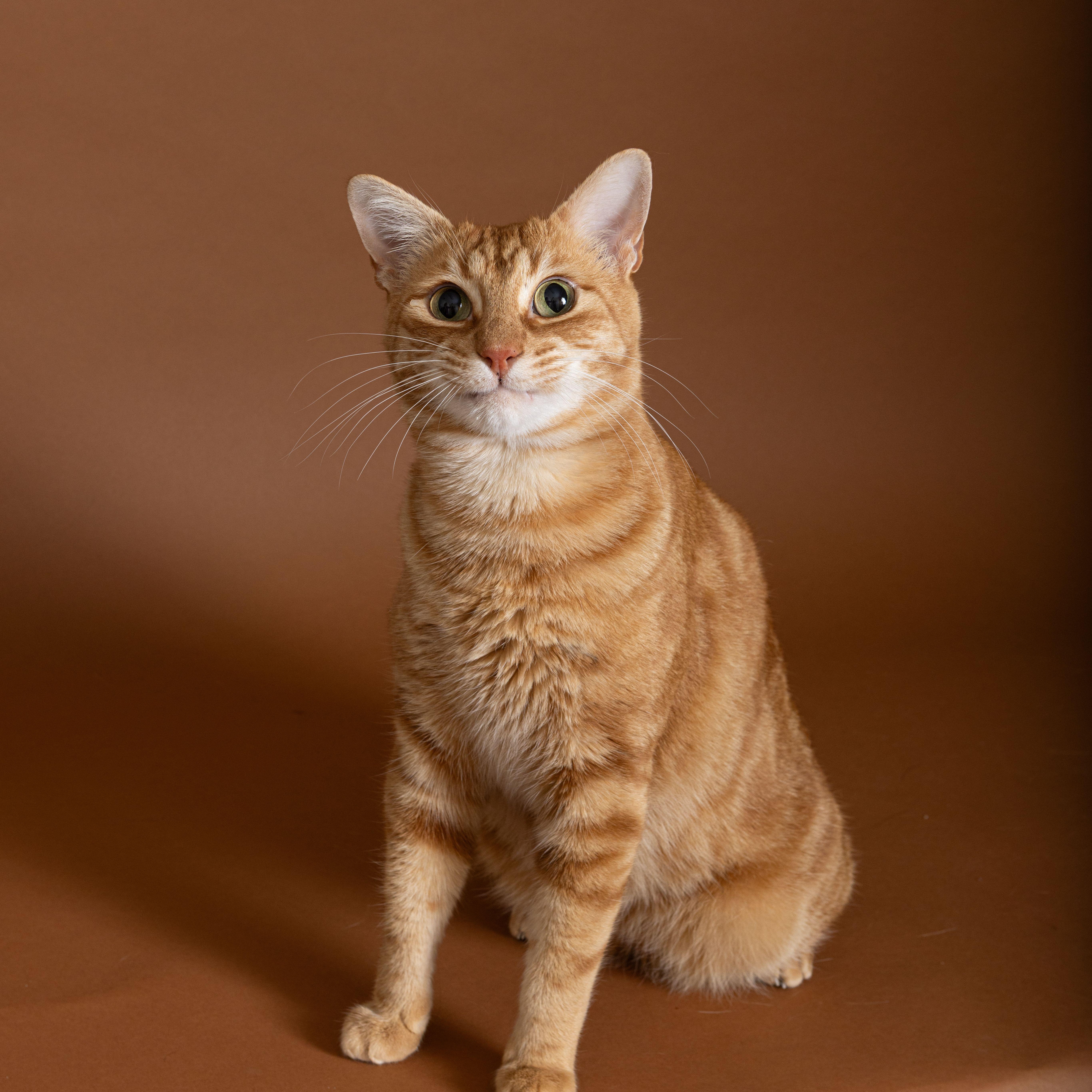 Crinkle Fry, Adoptable, Adult Male Domestic Short Hair.