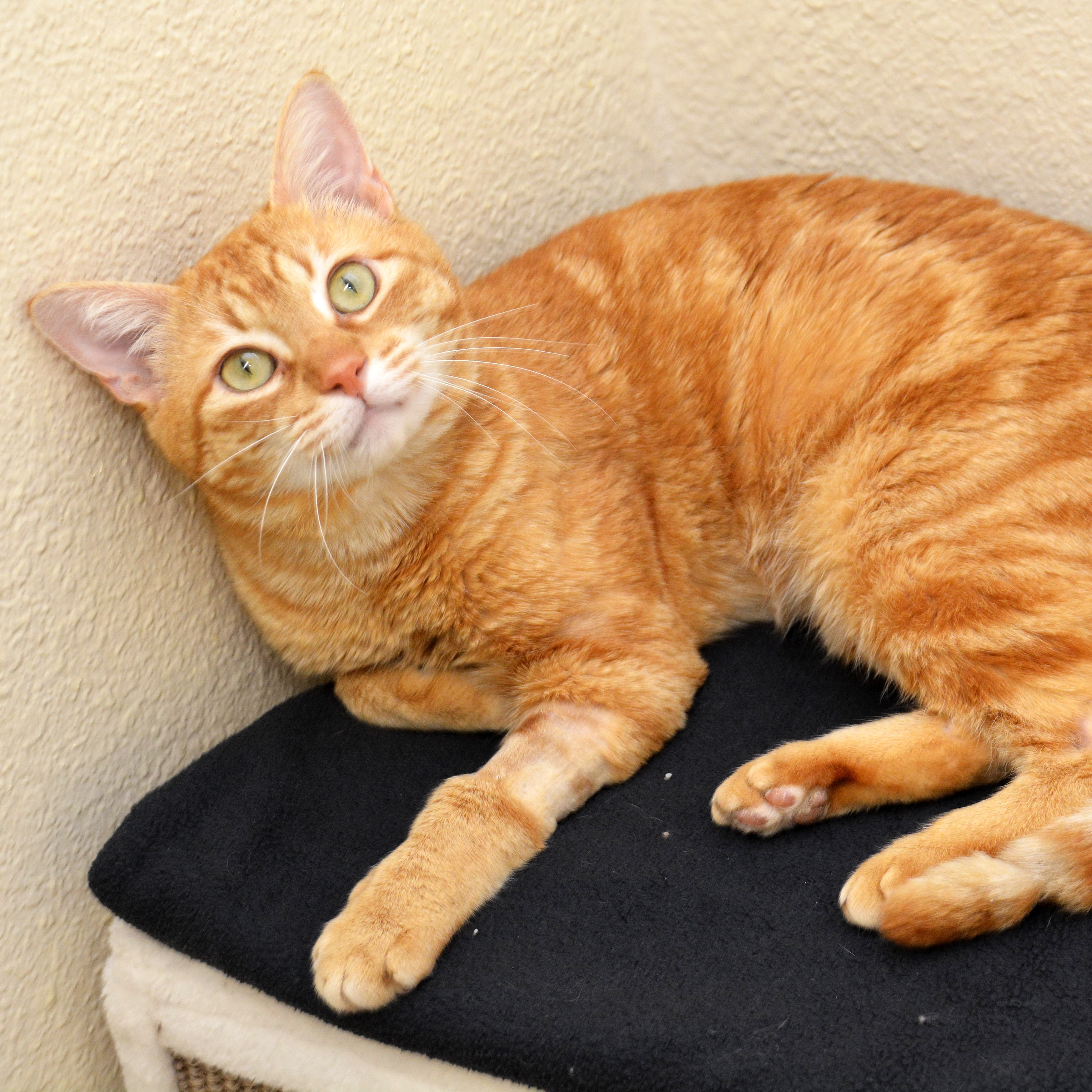 Enlarge Crinkle Fry, a Adoptable Domestic Short Hair in Round Rock, TX image 5/5