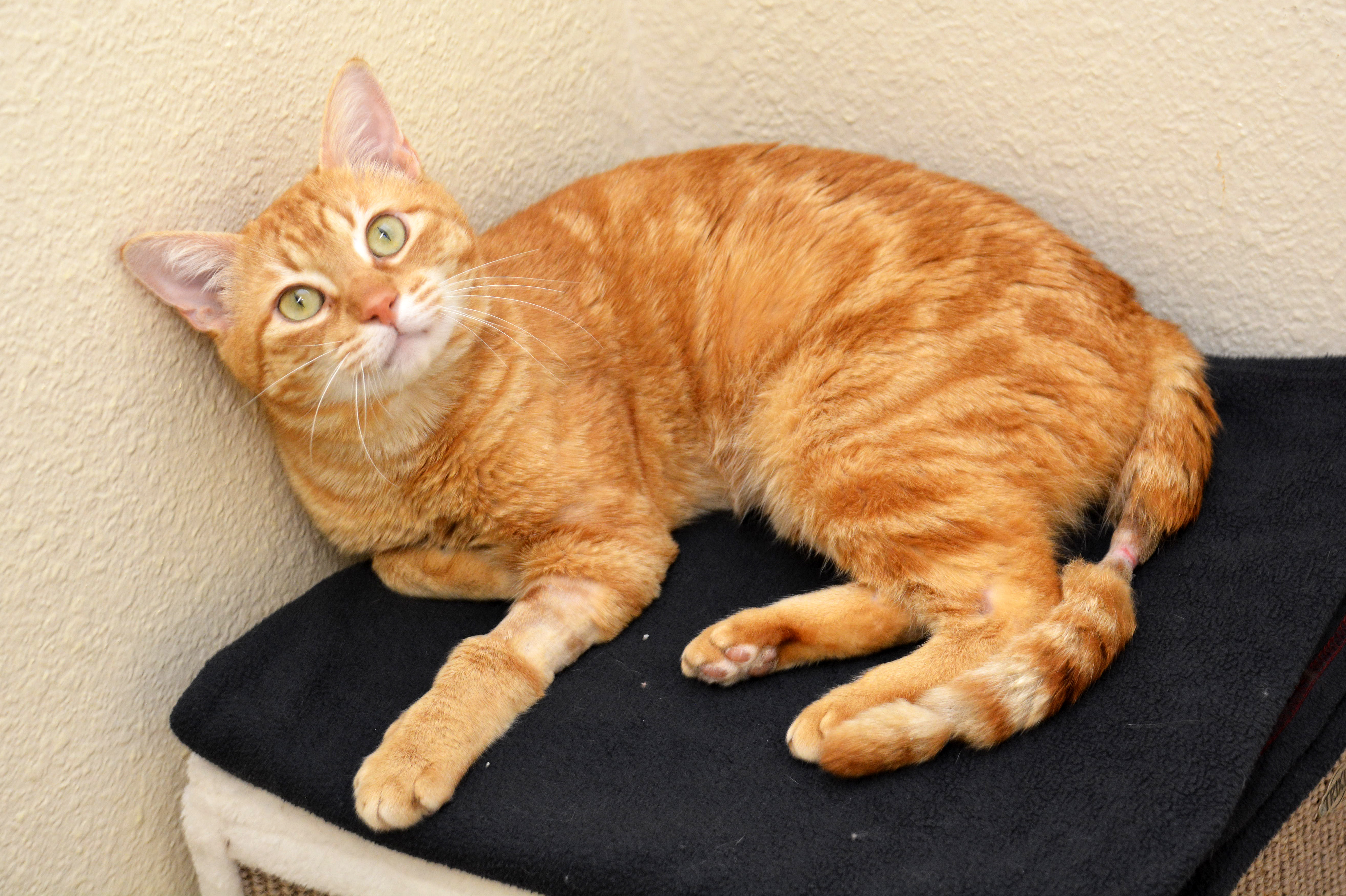 Enlarge Crinkle Fry, a Adoptable Domestic Short Hair in Round Rock, TX image 4/4