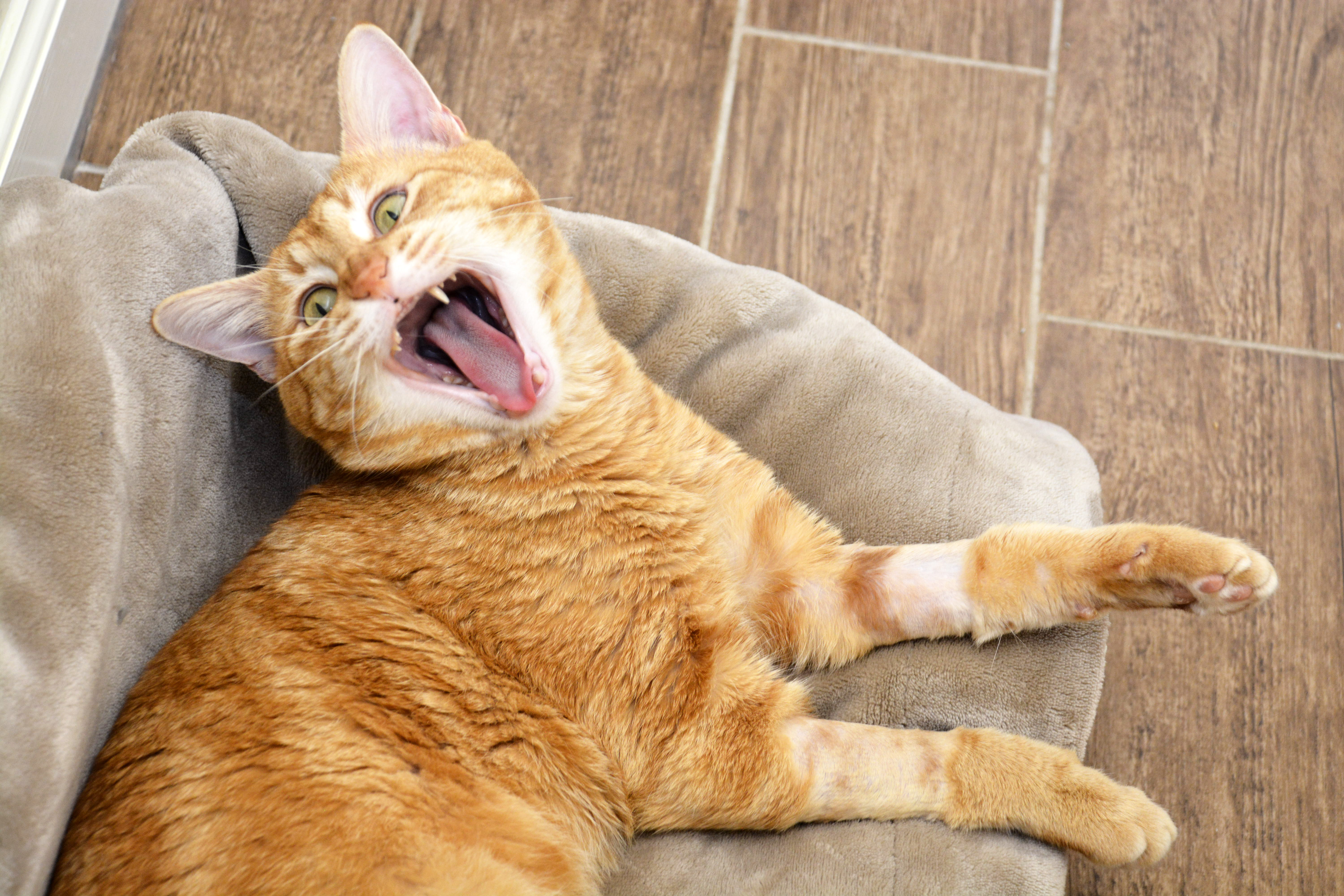 Enlarge Crinkle Fry, a Adoptable Domestic Short Hair in Round Rock, TX image 3/4