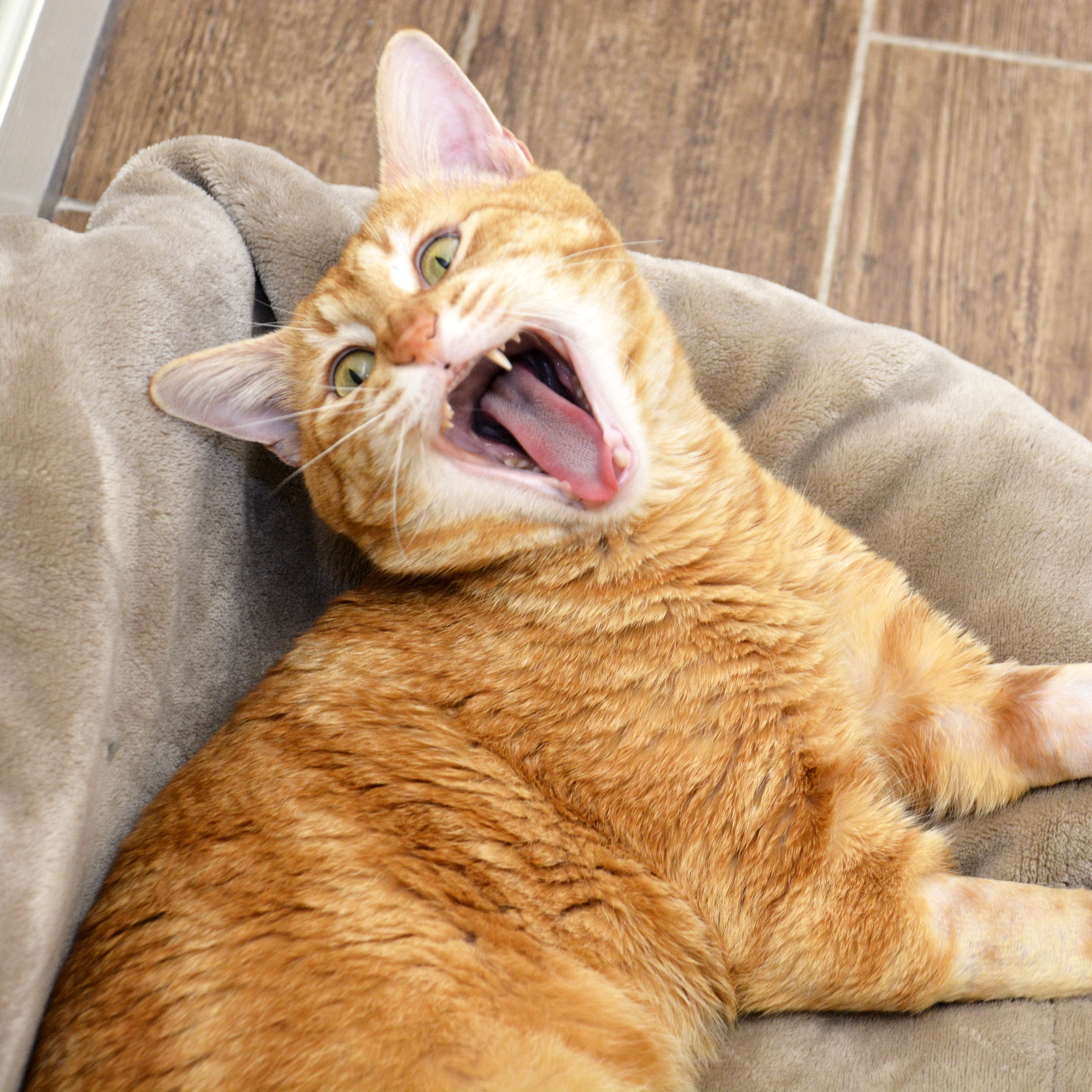 Enlarge Crinkle Fry, a Adoptable Domestic Short Hair in Round Rock, TX image 4/5
