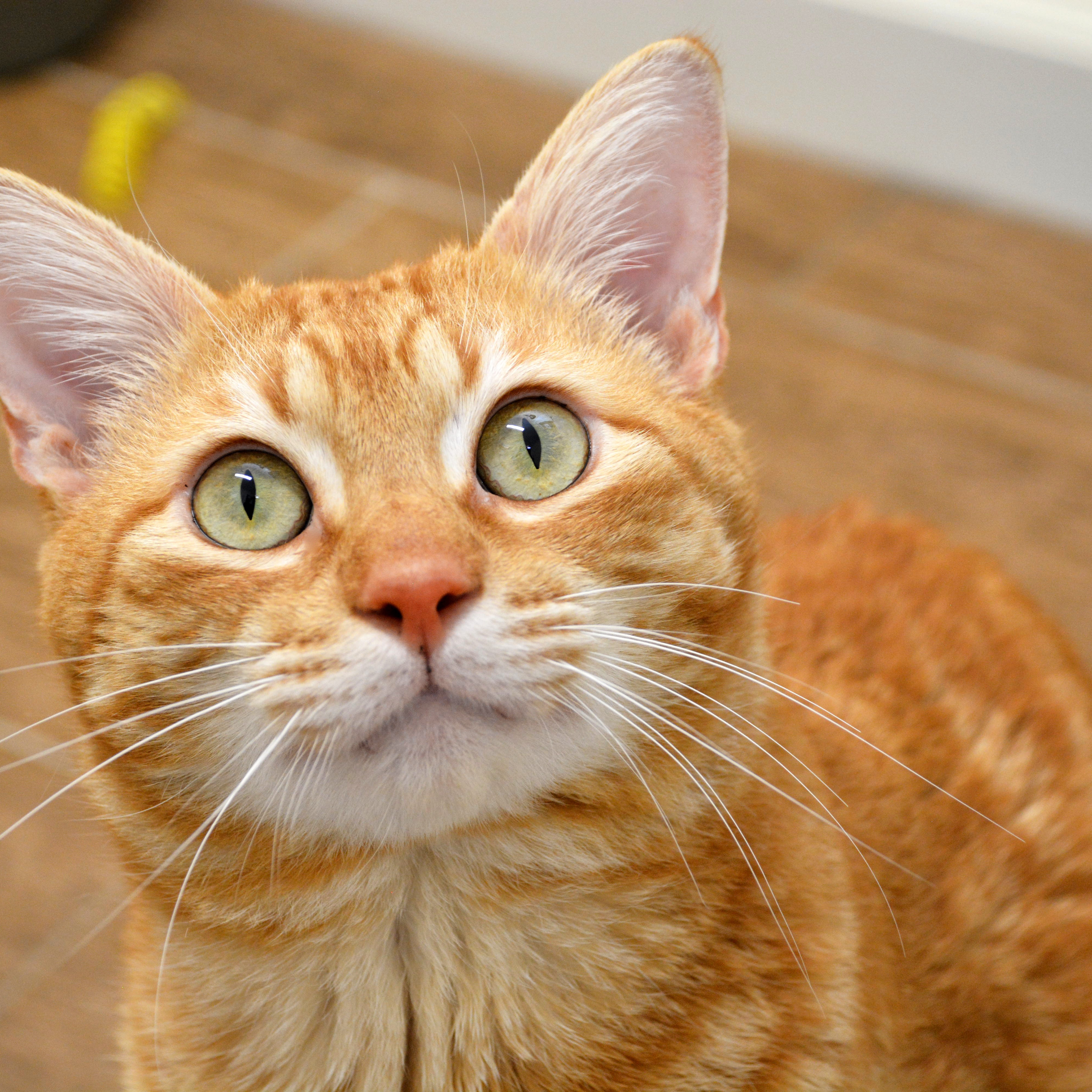 Enlarge Crinkle Fry, a Adoptable Domestic Short Hair in Round Rock, TX image 3/5