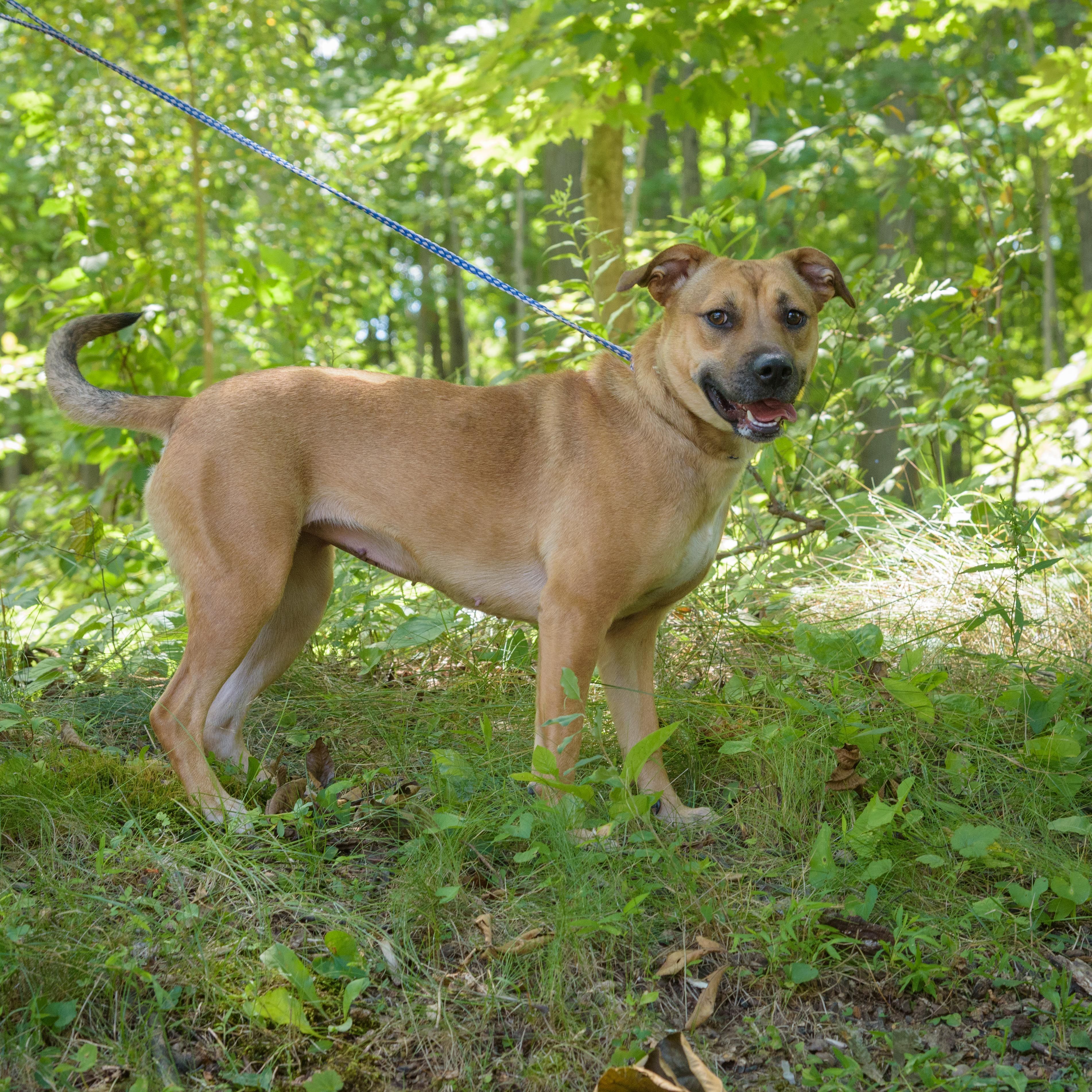 Tasha, a Adoptable mixed breed in Lambertville, NJ image 1/3