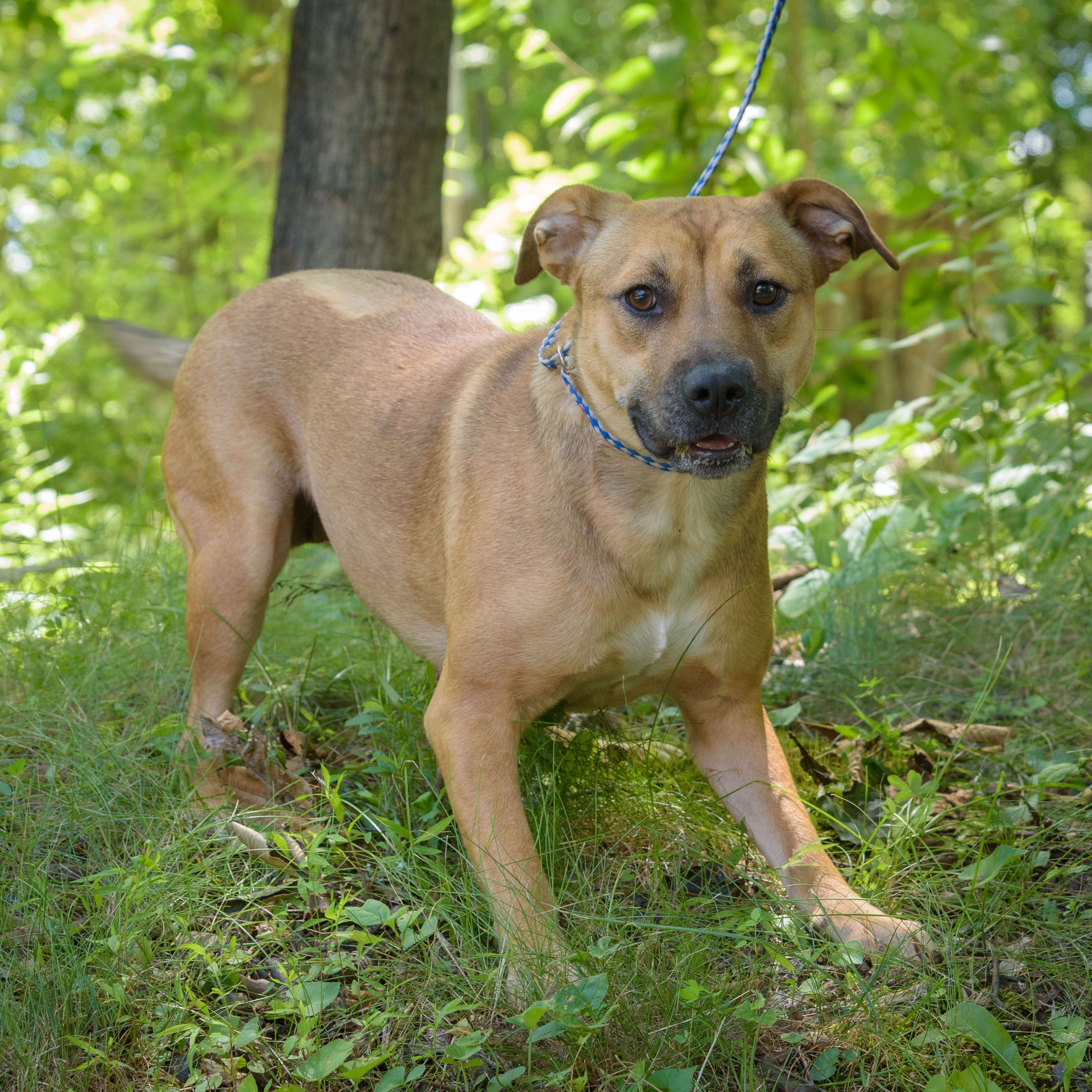 Tasha, an adoptable Hound, Black Mouth Cur in Lambertville, NJ, 08530 | Photo Image 3