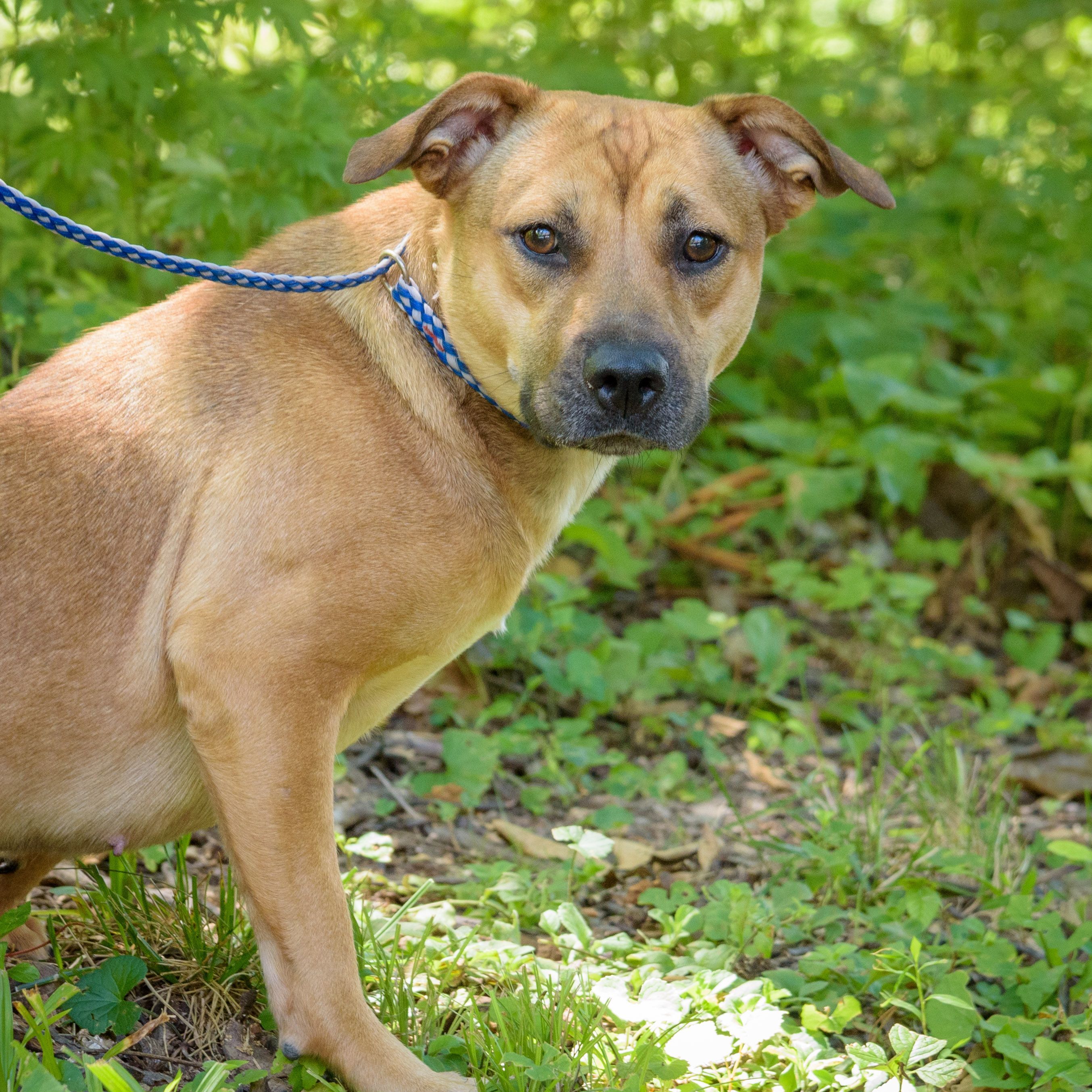 Tasha, a Adoptable mixed breed in Lambertville, NJ image 3/3