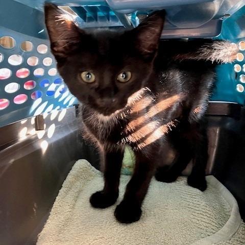 Enlarge Lavender - Chow Hound Northland, a Adoptable Domestic Short Hair in Grand Rapids, MI image 1/1