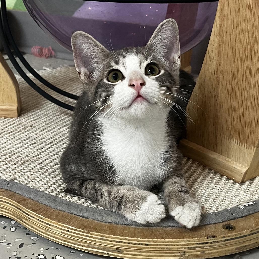 Enlarge Tim Purry, a Adoptable Domestic Short Hair in Yucca Valley, CA image 1/6