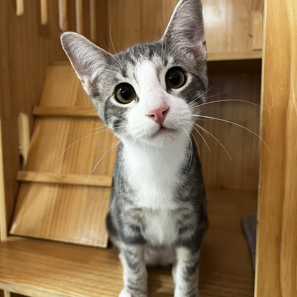 Enlarge Tim Purry, a Adoptable Domestic Short Hair in Yucca Valley, CA image 2/6