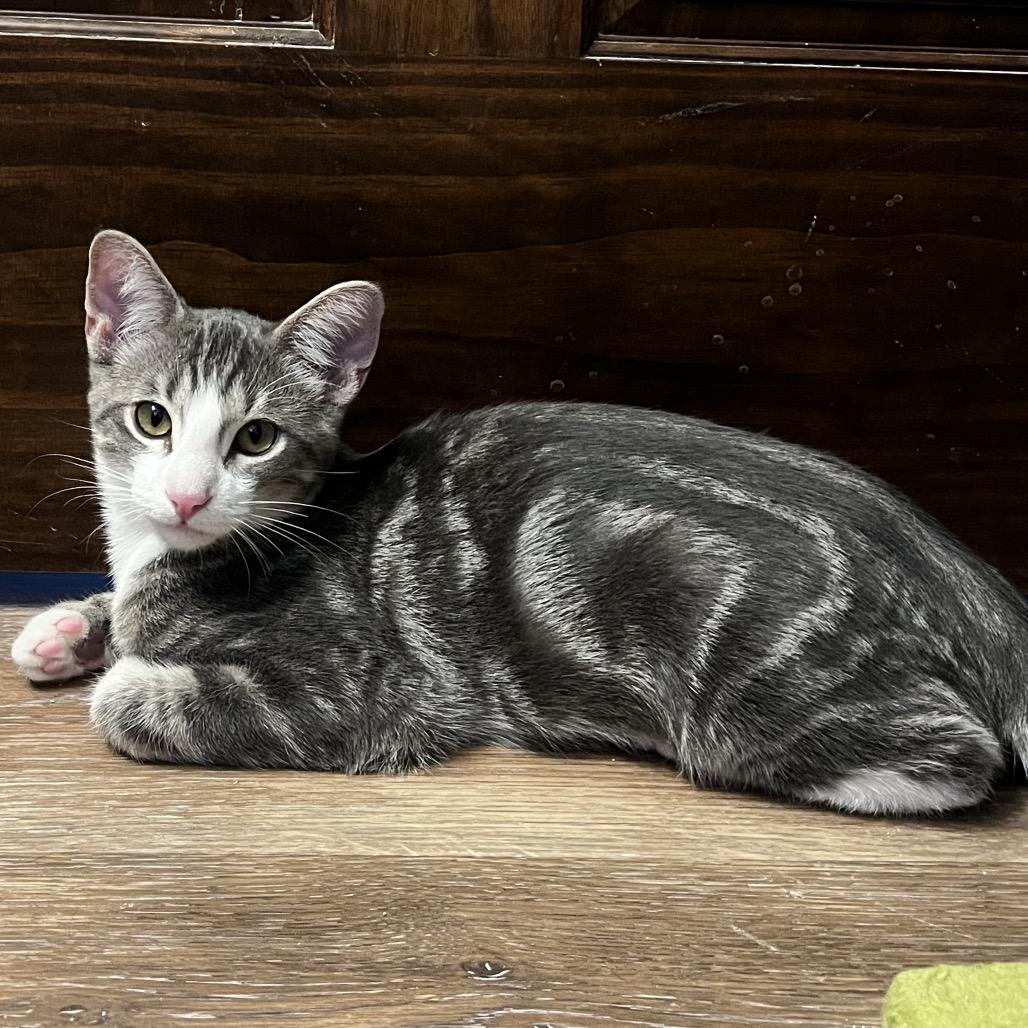 Enlarge Tim Purry, a Adoptable Domestic Short Hair in Yucca Valley, CA image 3/6