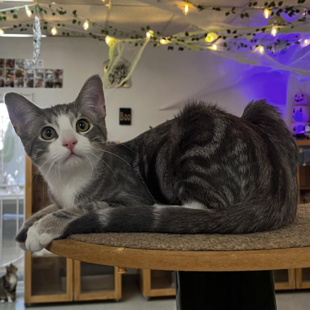 Enlarge Tim Purry, a Adoptable Domestic Short Hair in Yucca Valley, CA image 4/6