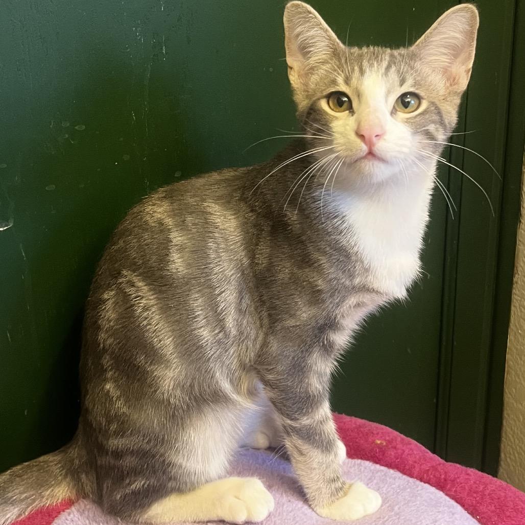 Enlarge Tim Purry, a Adoptable Domestic Short Hair in Yucca Valley, CA image 6/6