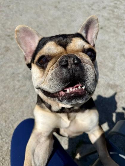 Ziggy, Adoptable, Adult Male Mixed Breed.