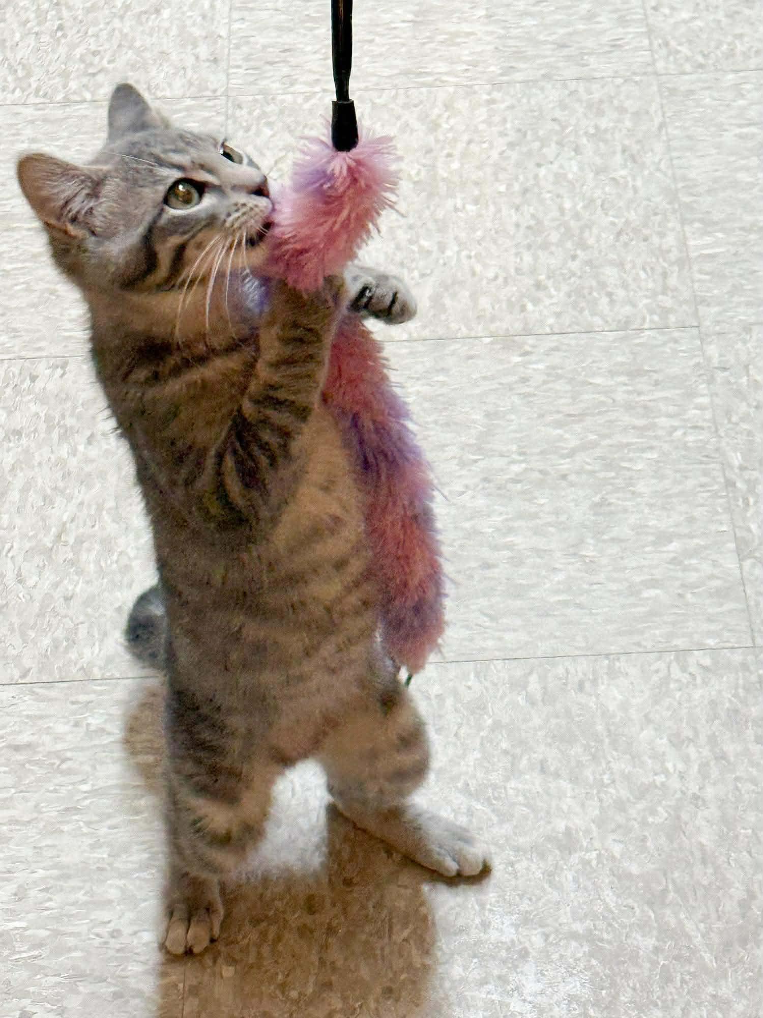 Tuffy, an adopted Domestic Medium Hair in Sioux Falls, SD image 3/4