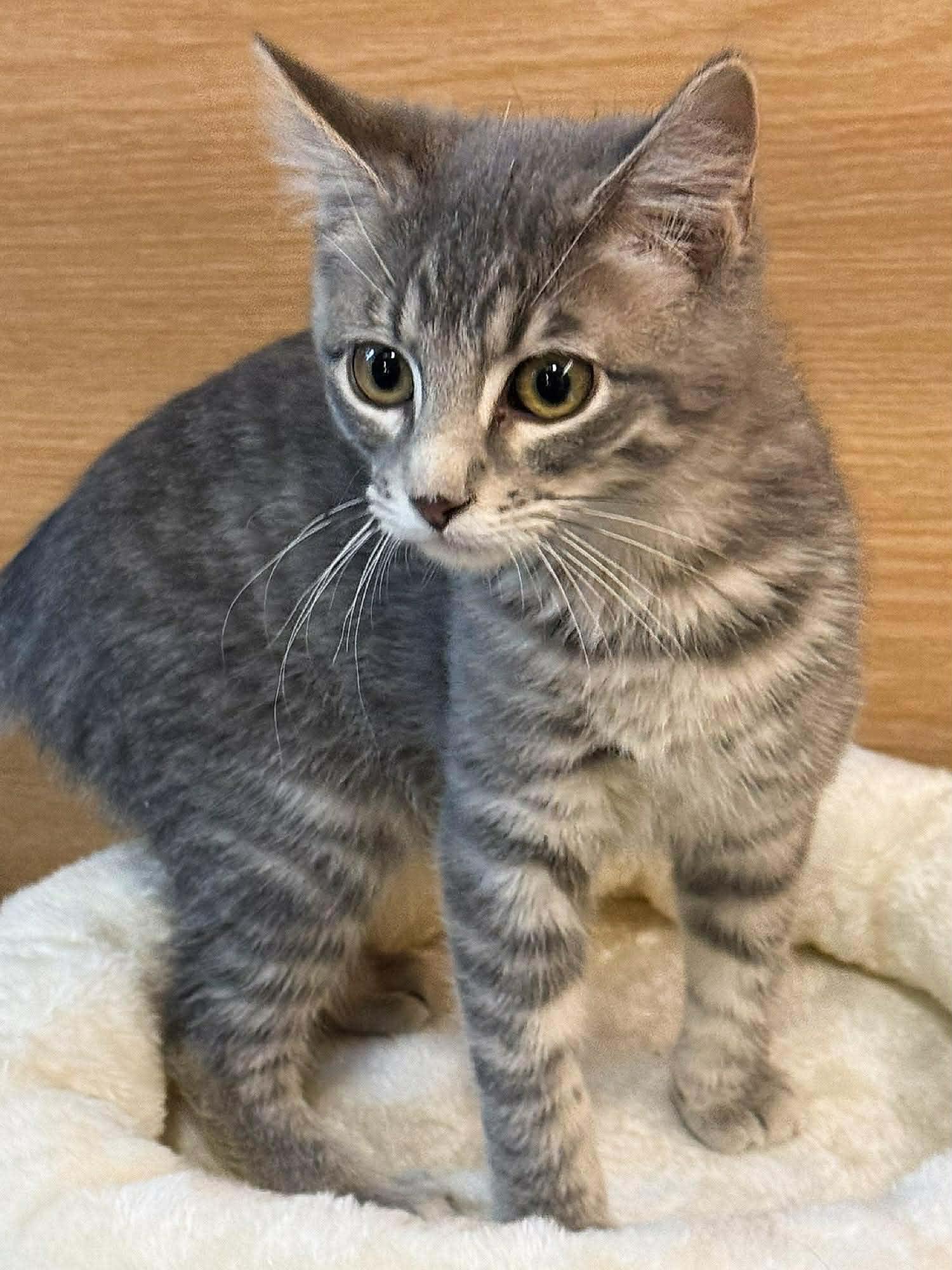 Tuffy, an adopted Domestic Medium Hair in Sioux Falls, SD image 1/4