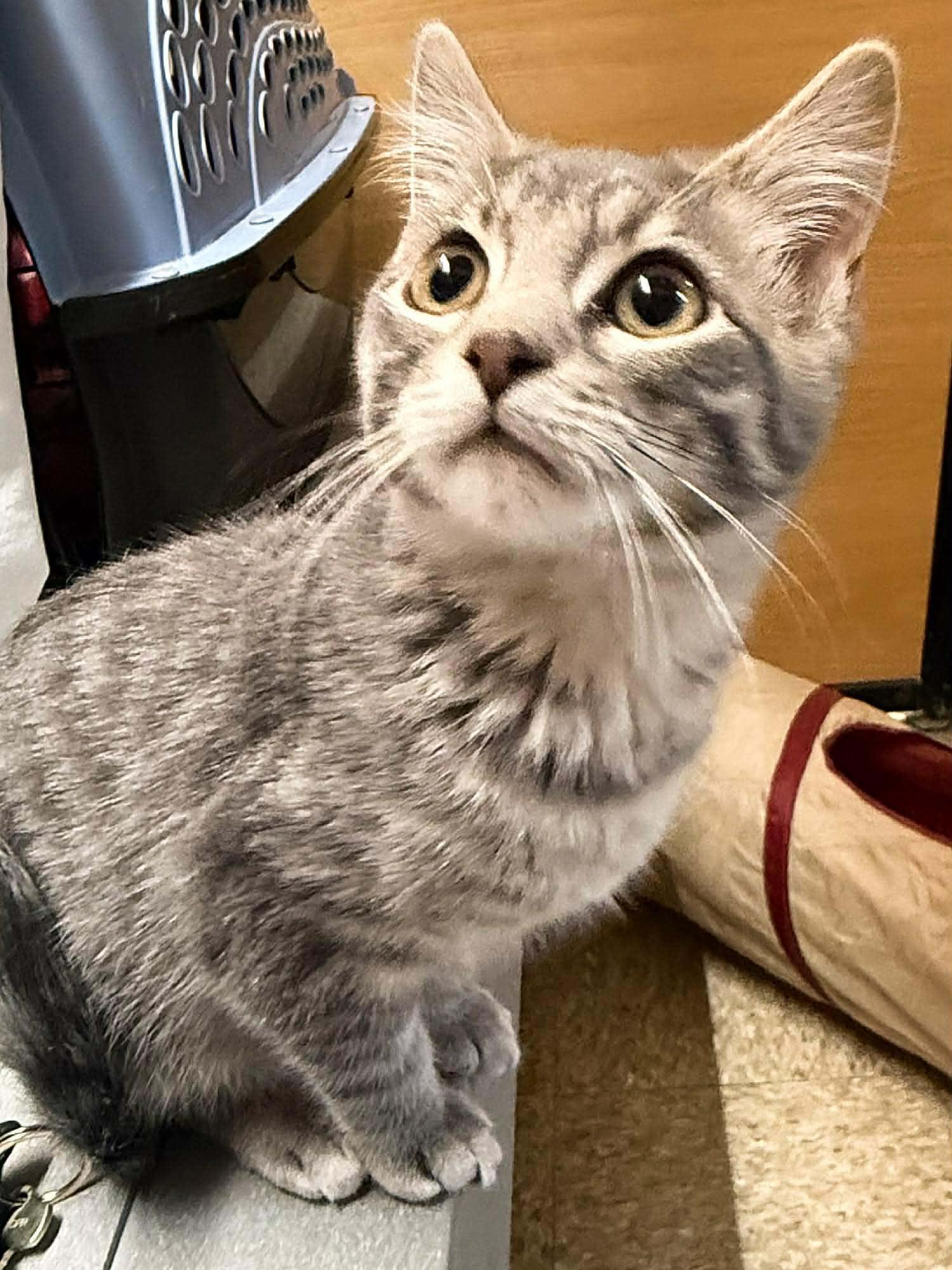 Tuffy, an adopted Domestic Medium Hair in Sioux Falls, SD image 4/4