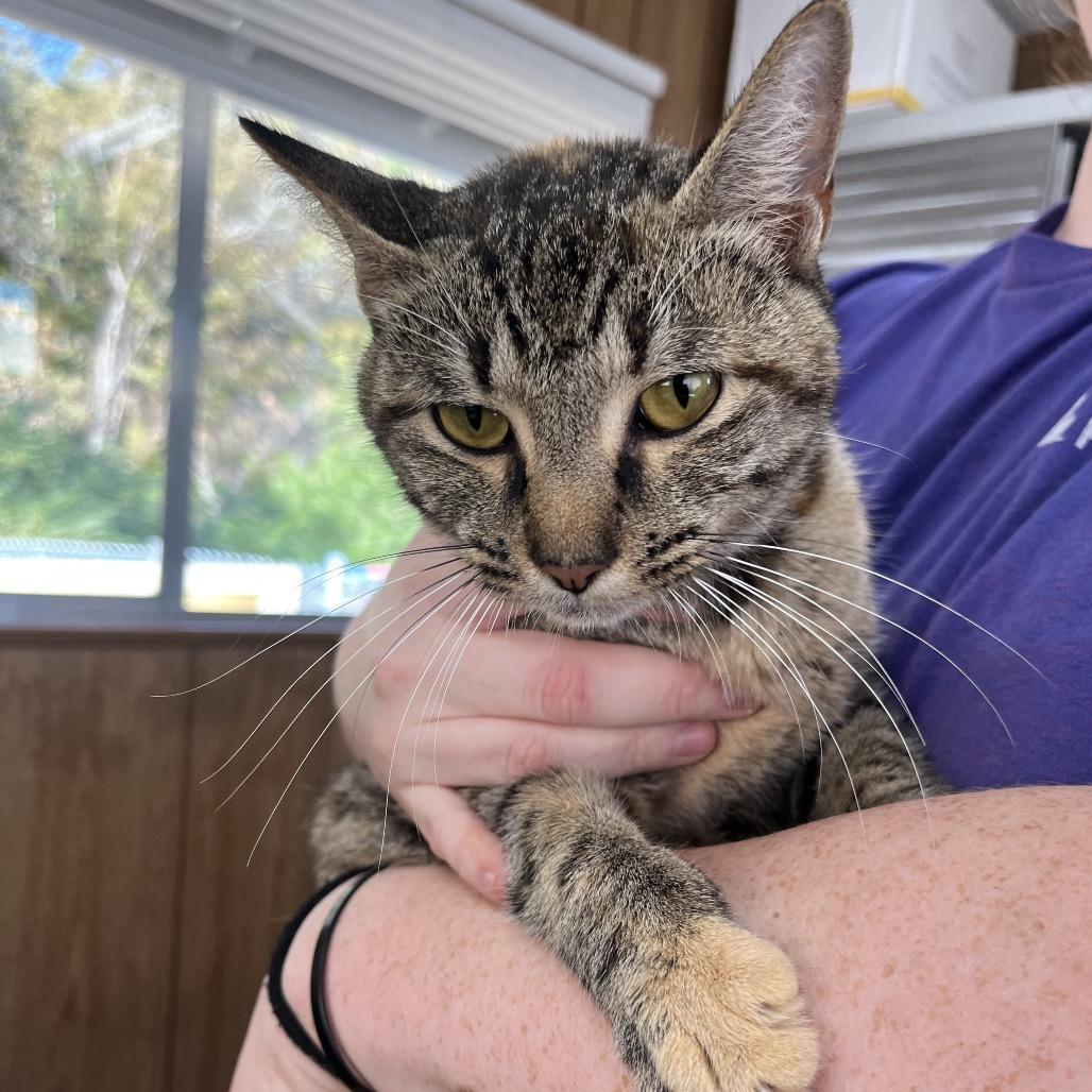 Enlarge Motherboard(Available at PetSmart 280), a Adoptable Domestic Short Hair image 1/1