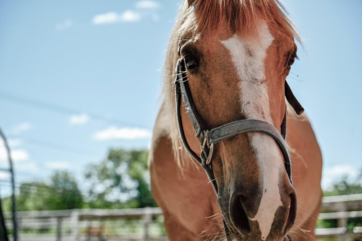 Enlarge Honey, a Adoptable Mustang in Northford, CT image 4/6