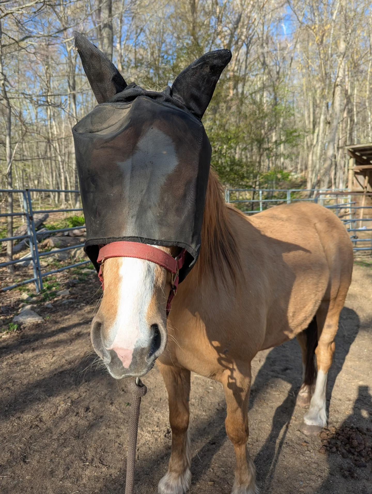 Honey, a Adoptable Mustang in Northford, CT image 1/4