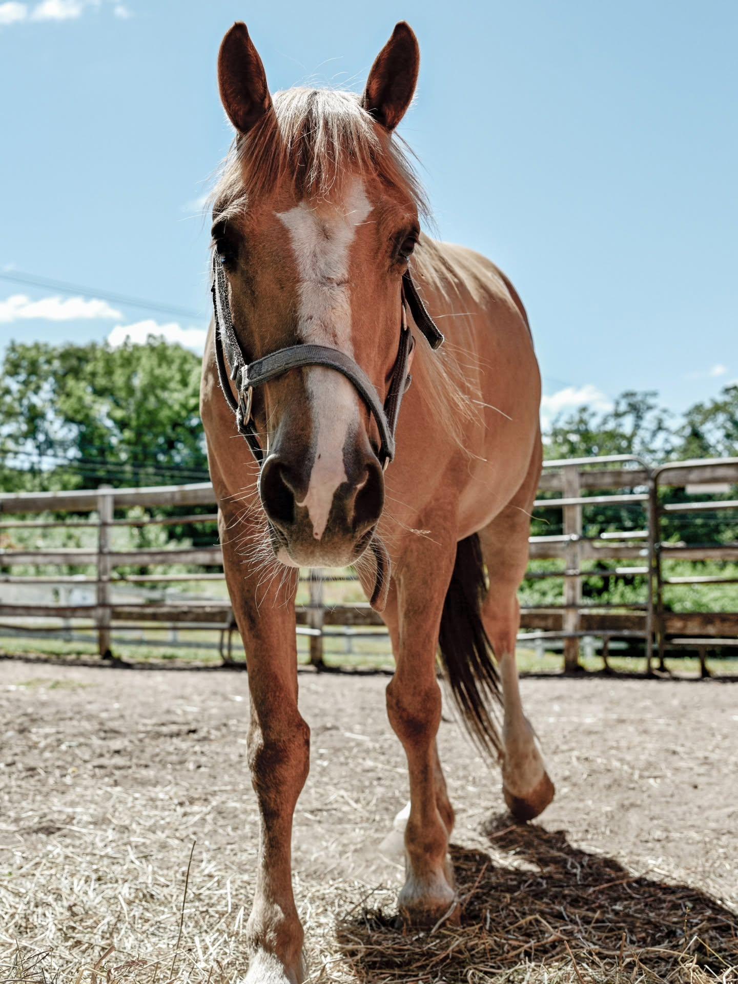 Enlarge Honey, a Adoptable Mustang in Northford, CT image 5/6