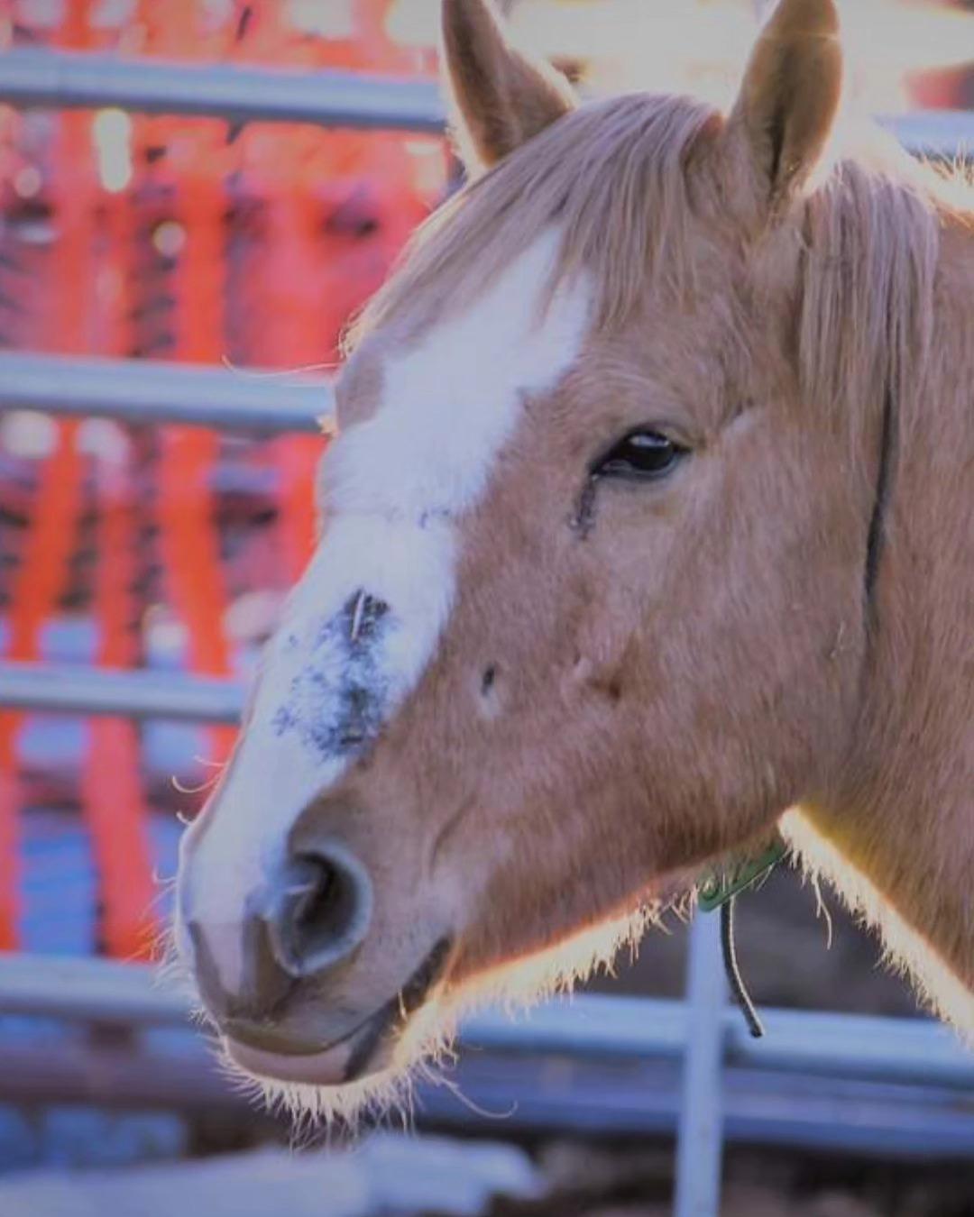 Honey, a Adoptable Mustang in Northford, CT image 2/4